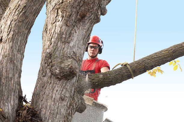 Best Tree Cabling and Bracing  in USA